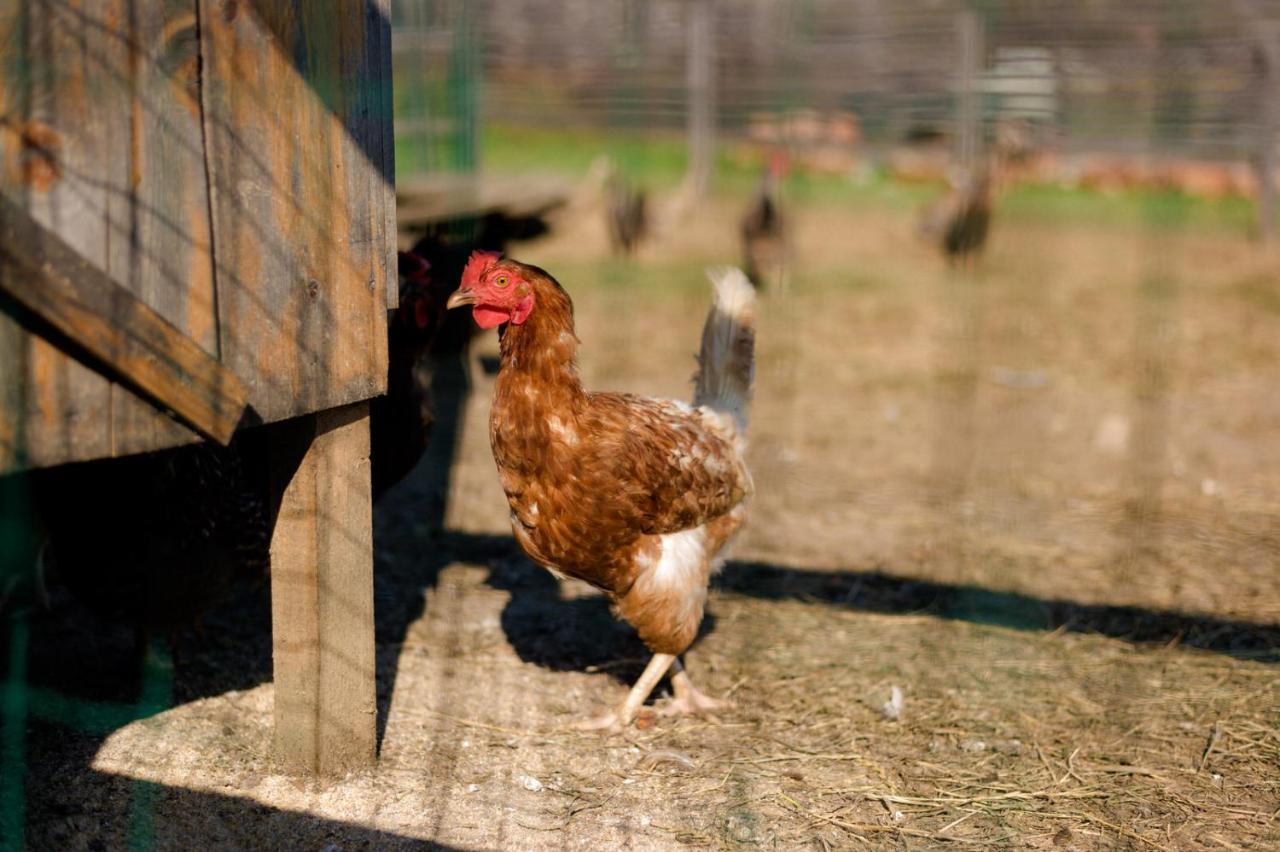 Tourist Farm Firbas Acomodação com café da manhã Cerkvenjak Exterior foto