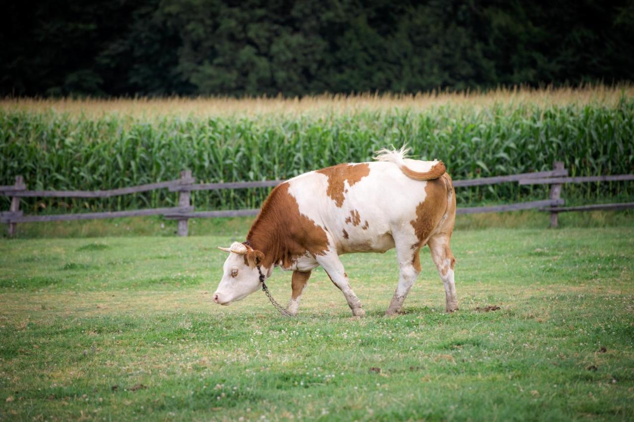 Tourist Farm Firbas Acomodação com café da manhã Cerkvenjak Exterior foto